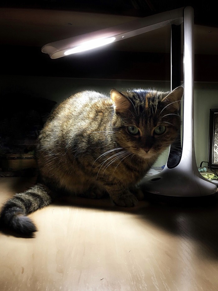 Для чего созданы коты