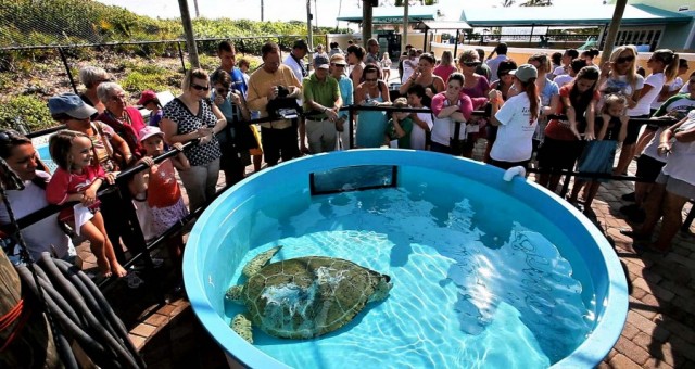 Морская черепаха Андре возвращается в море