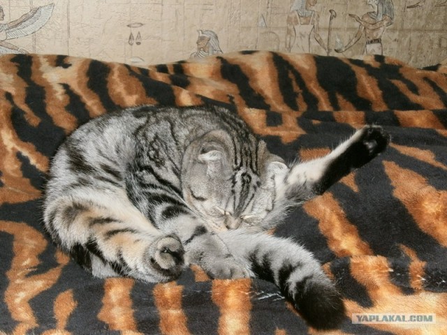 Сонный Котовторник
