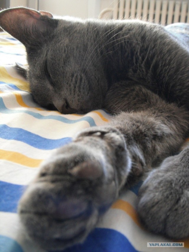 Котовторник 22.11.11