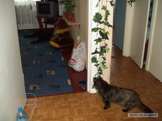Котовторник 27.12.11