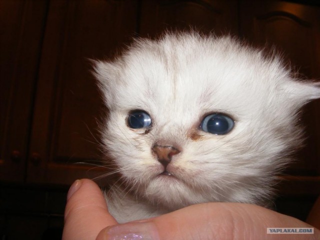 Котовторник (24. 01. 2012 )