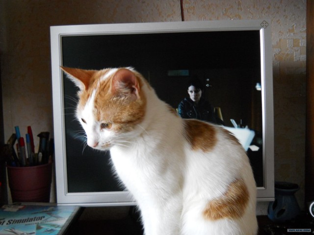 Котовторник (14.02.2012)