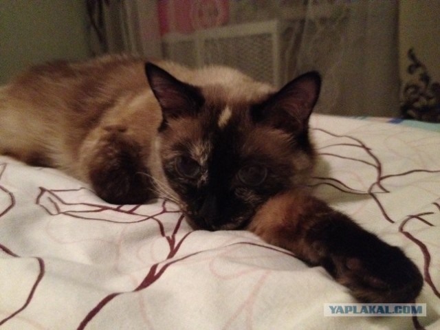 Котовторник! 13.03.2012