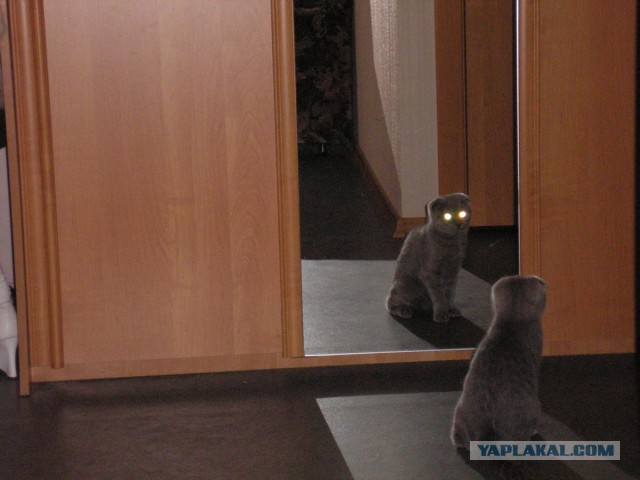 Сфотал себя, пока спал...