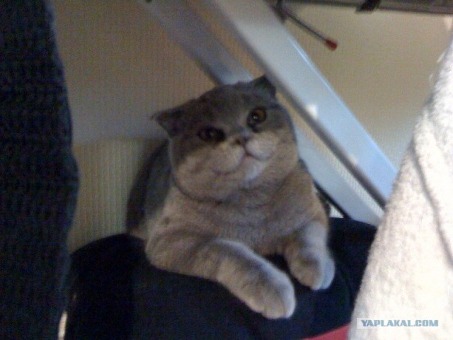 Котовторник 10.04.2012