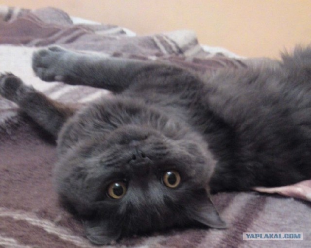 Котовторник 07.08.2012
