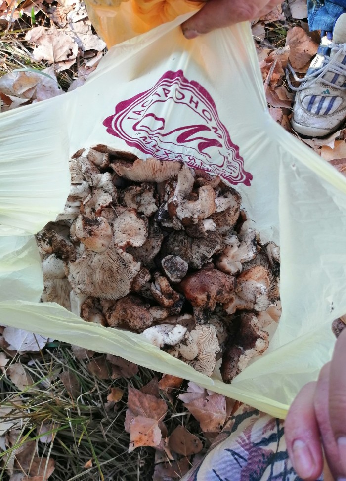 Грибной пост