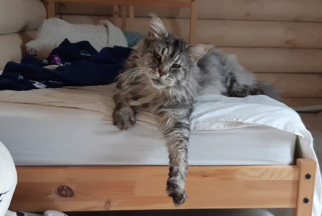 Коты, которые нас порадовали!