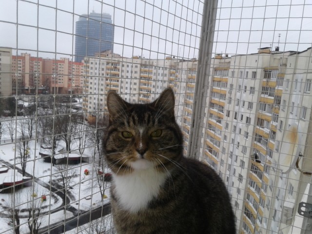 Балкон для кота
