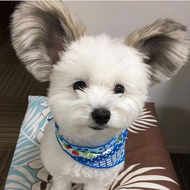Чуток картинок не про вирус  18.0.  Животные