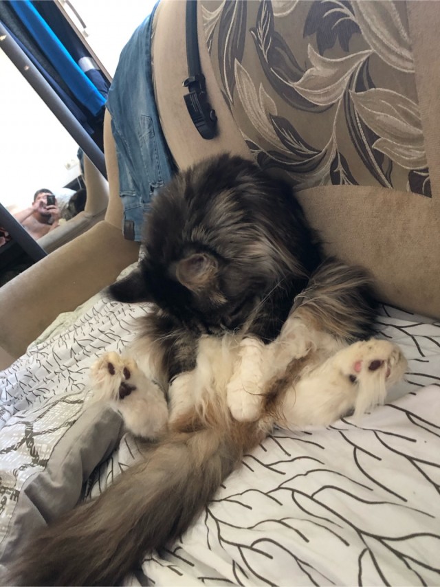Котовторник 20.10.20