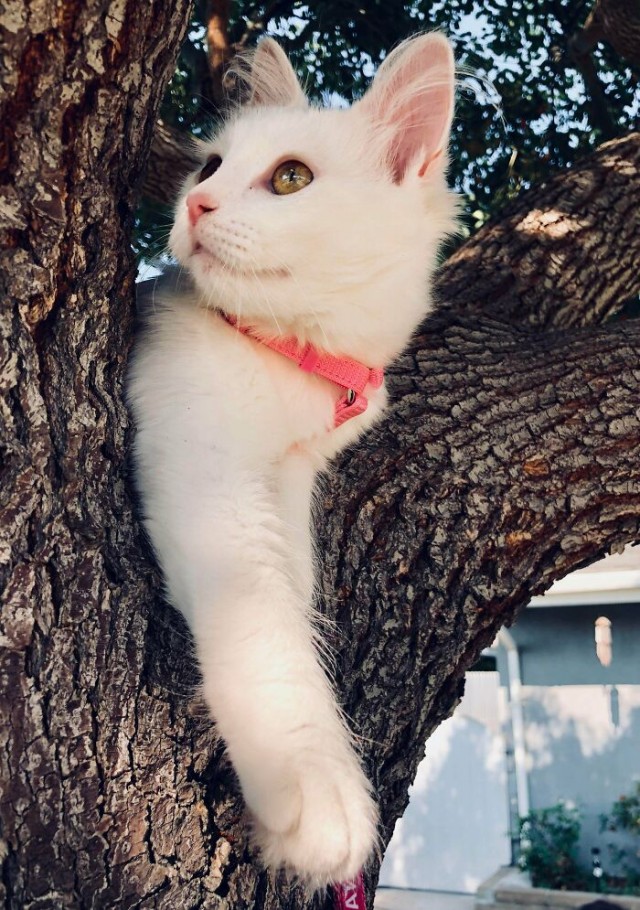 К - Котогеничность
