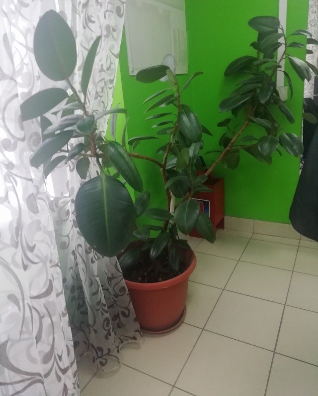 Жена не подходит моей новой квартире
