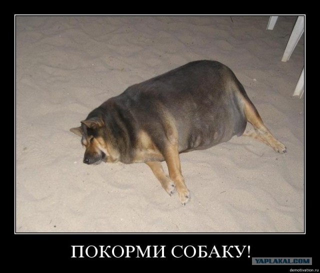Собака-попрошайка!