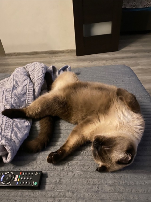 Котовторнику быть!