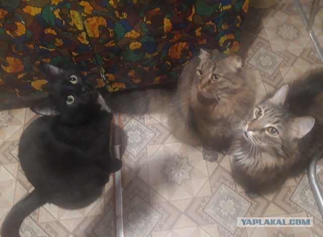Хоба! Котовторник!
