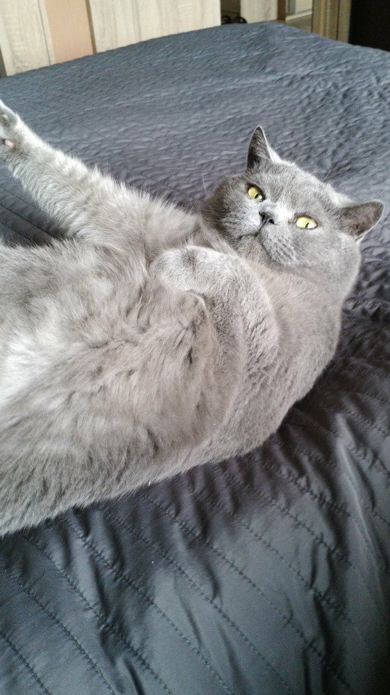 Котовторник (свои добавляем)