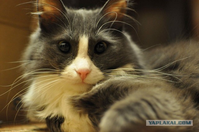 Кем нас считают кошки? Кто мы для них?