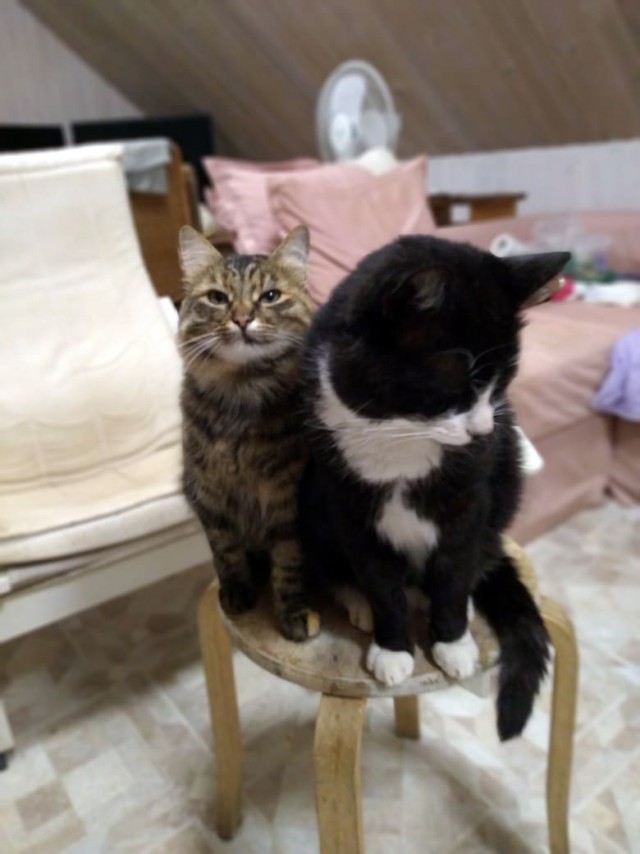Котовторник 05.10.21 г