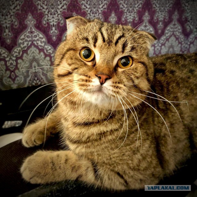 Котовторнику быть