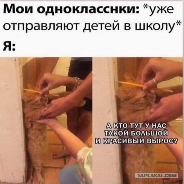 Веселые картинки и видосики