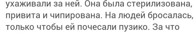 Бездомную собаку расстреляли из ведомственного автомобиля в центре Грозного