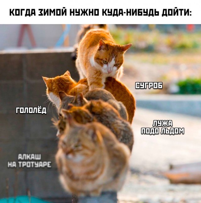 Весёлый полтишок 21.12.2022