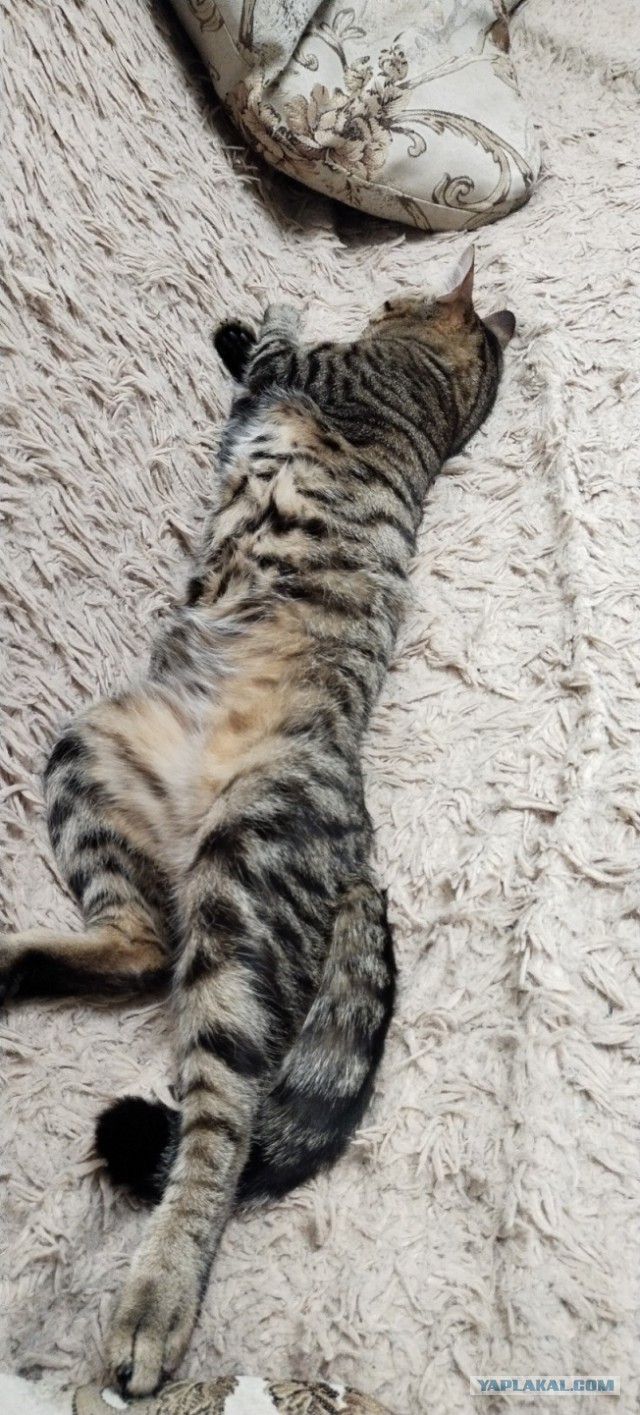 Котодракула