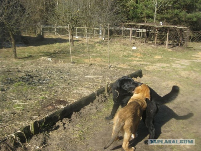 Жизнь домашнего приюта для котеек 438