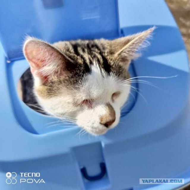Новая Жизнь (К Кошачьему Вторнику)