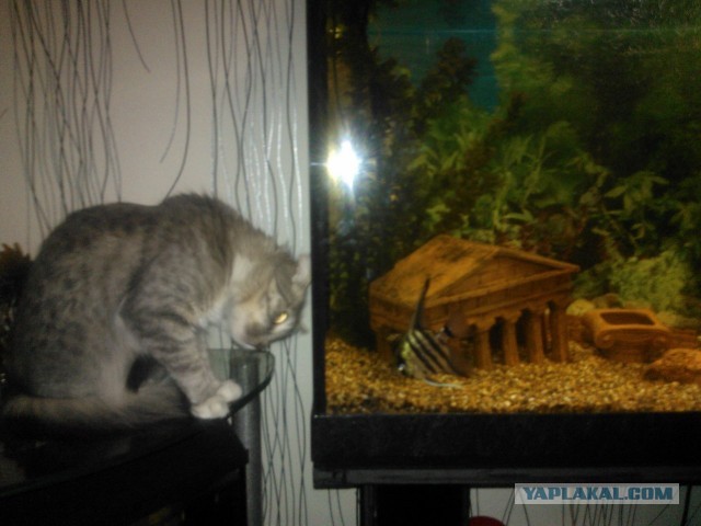 Котовторник 09.04.2013