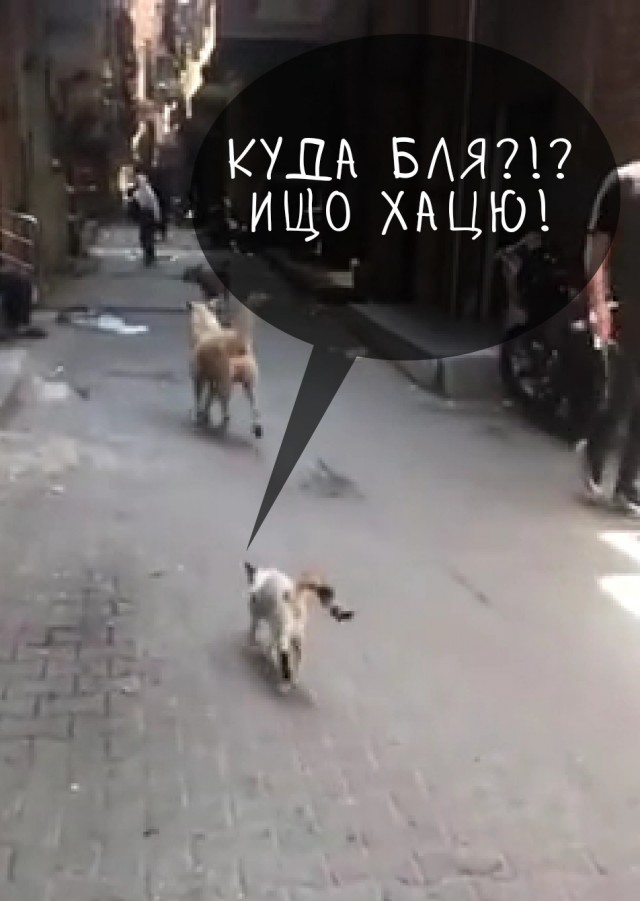 Агрессивный кот