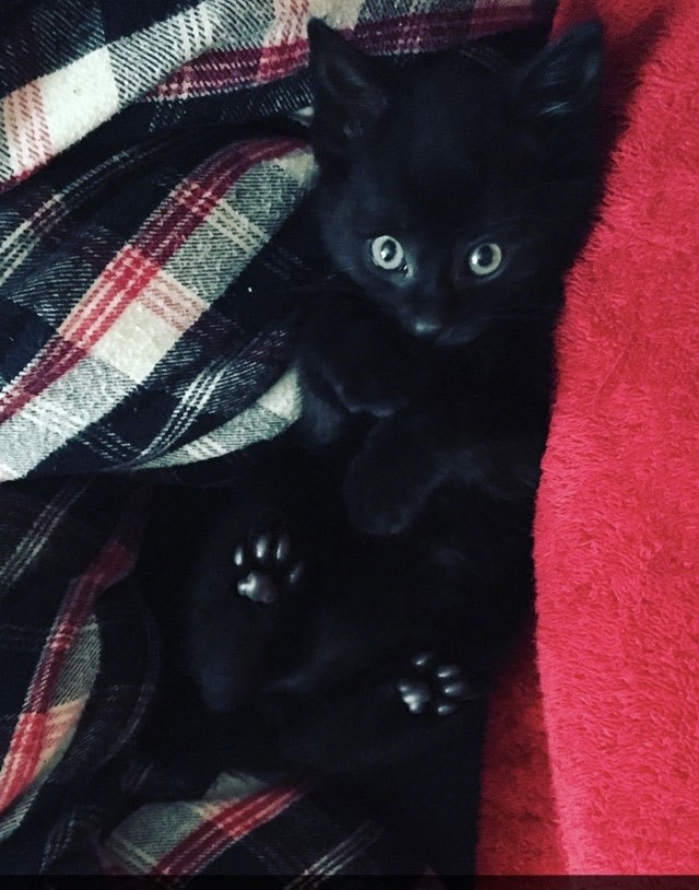 Мой котовторник..