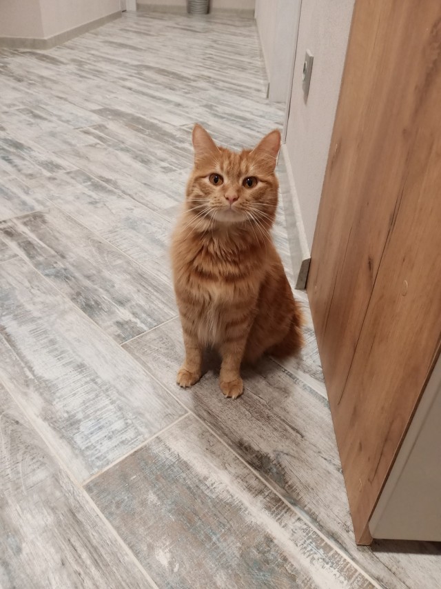 С котовторником ЯПовцы