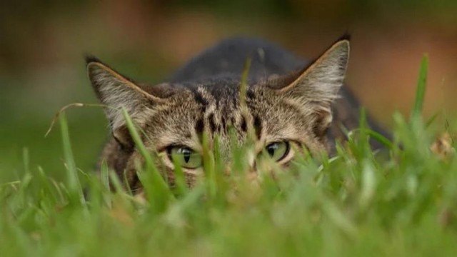 Котовторник в картинках