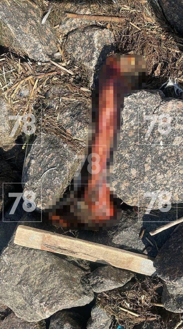 Человеческую ногу нашли на намыве Васильевского острова в Санкт-Петербурге