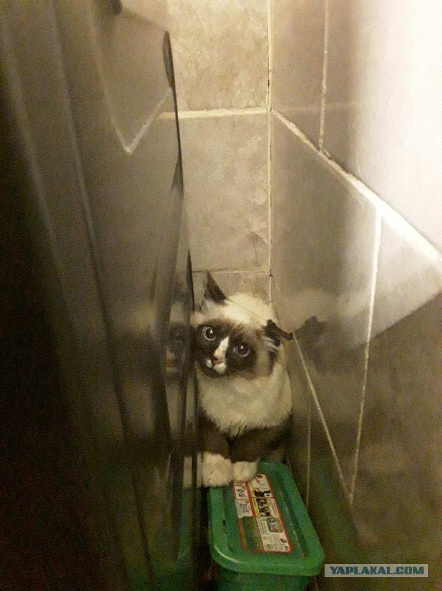 Нужна помощь по котейке!