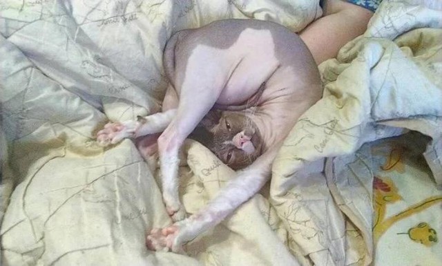 Прикольные морды котов псов к настроению...