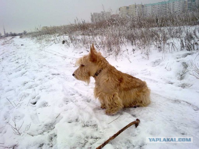 Человек и собака