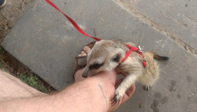 Его любимый мульт