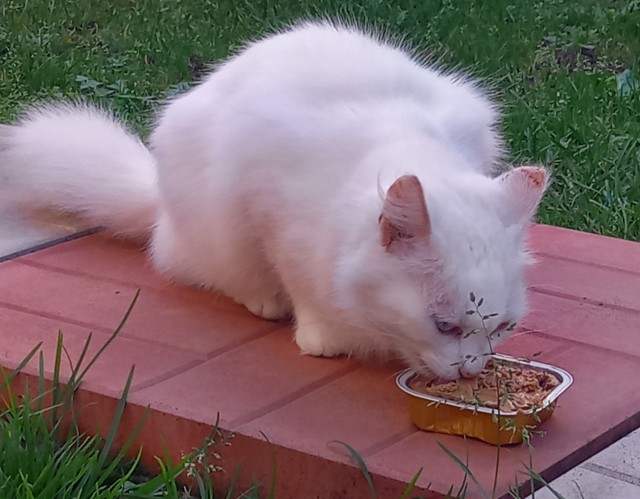 Жизнь с котом в одной картинке