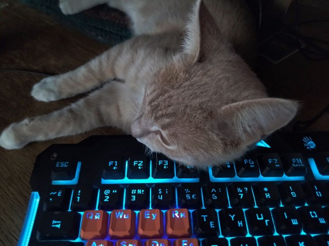 Очумелые Пёрышки. Начало