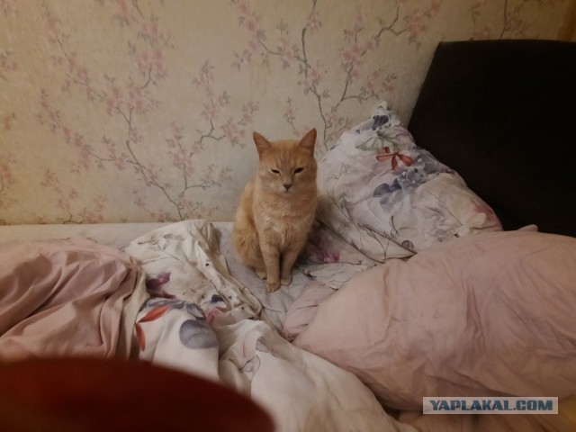 Деревенская Америка - 10