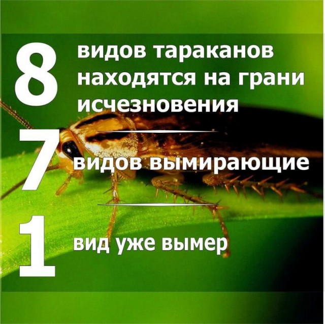 Берегите тараканов.