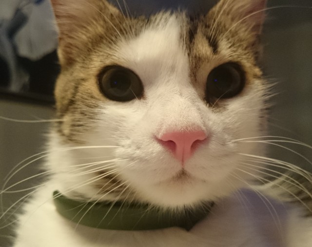 Про котофеек