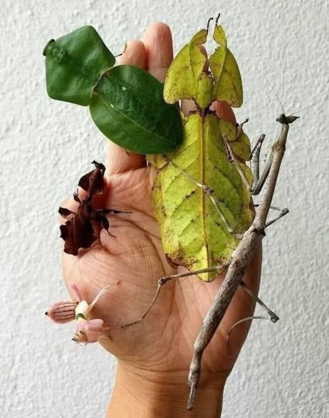 Случайный камуфляж животных