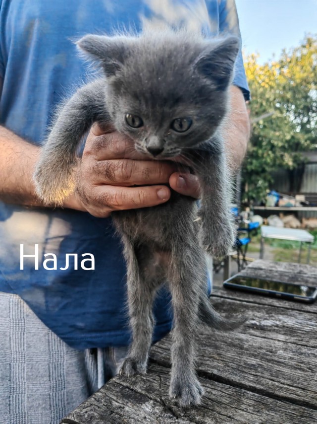 Жизнь домашнего приюта "Котоленд" 512