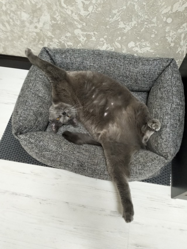 Бааарсик)