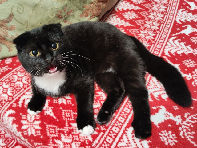 А котовторник уже пришёл?
